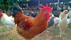 Volaille et apiculture — IFBAB